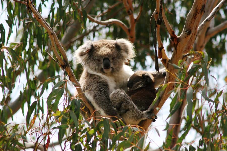 Melbourne: Great Ocean Road, 12 Apostles & Rainforest Tour - Anglesea and the first Great Ocean Road views