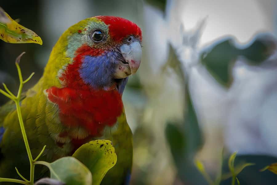 Melbourne: Great Ocean Road, 12 Apostles & Rainforest Tour - Great Otway National Park brings a different mood