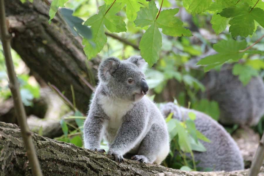 Melbourne: Great Ocean Road & Iconic Coastal Views Day Tour - A quiet walk near Barham River Road