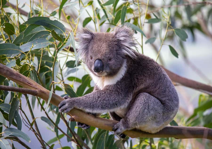 Melbourne: Great Ocean Road & Wildlife Tour for Backpackers - Gibson Steps and the Scale of the Coast
