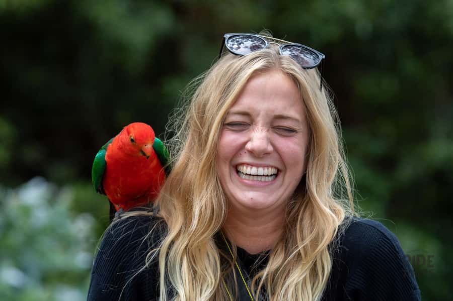Melbourne: Great Ocean Road & Wildlife Tour for Backpackers - Koalas in the Great Otway National Park