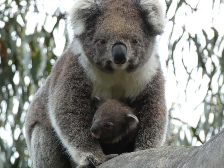 Melbourne: Great Ocean Road & Wildlife Tour for Backpackers - Apollo Bay: Your Main Food and Rest Stop