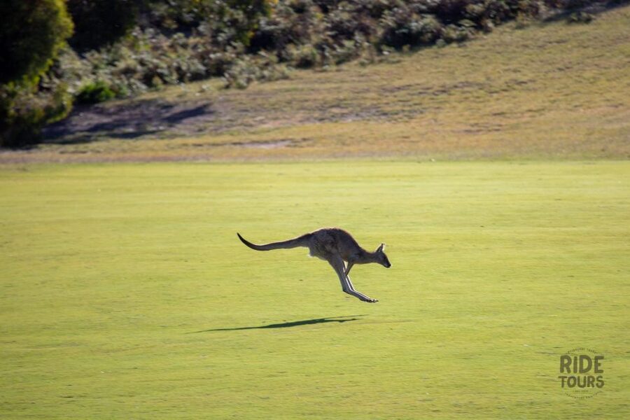 Melbourne: Great Ocean Road & Wildlife Tour for Backpackers - The Guides and the Mood on the Bus