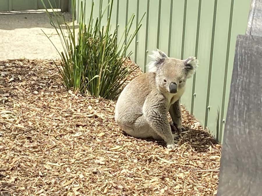Melbourne: Moonlit Sanctuary and Brighton Beach Boxes Tour - The 50-minute ride to Moonlit Sanctuary