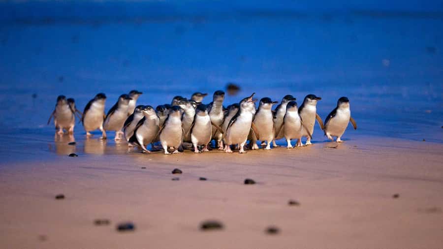 Melbourne: Penguin Parade Tour with Puffing Billy Train Ride - Puffing Billy through the Dandenong Ranges