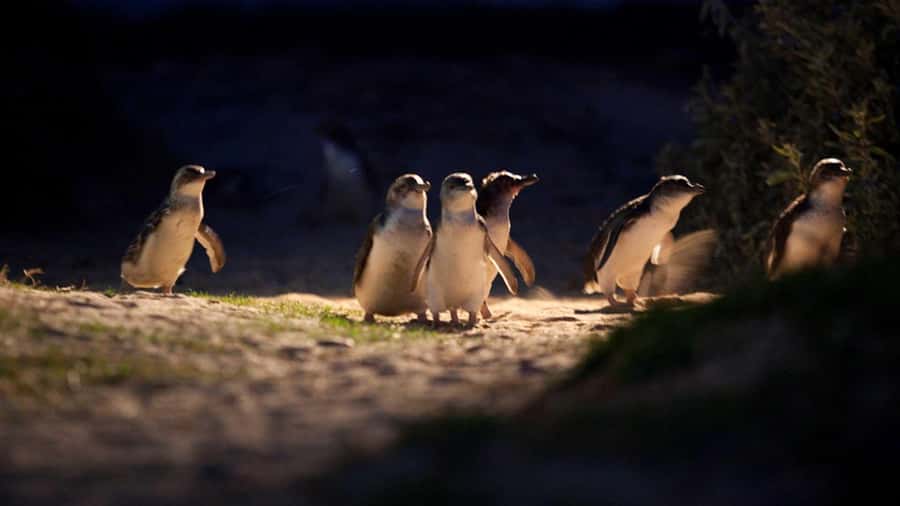 Melbourne: Penguin Parade Tour with Puffing Billy Train Ride - Guides, language, and the feel of the day