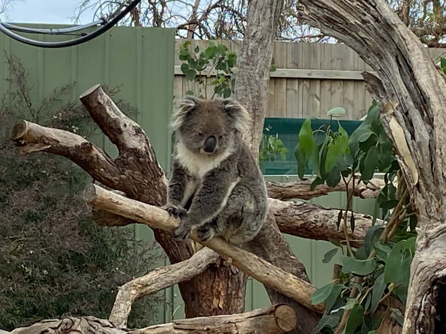 Melbourne: Phillip Island Tour & Penguin Parade - The Penguin Parade after sunset