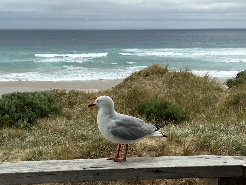 Melbourne: Phillip Island Tour & Penguin Parade - A long road day in a small minibus
