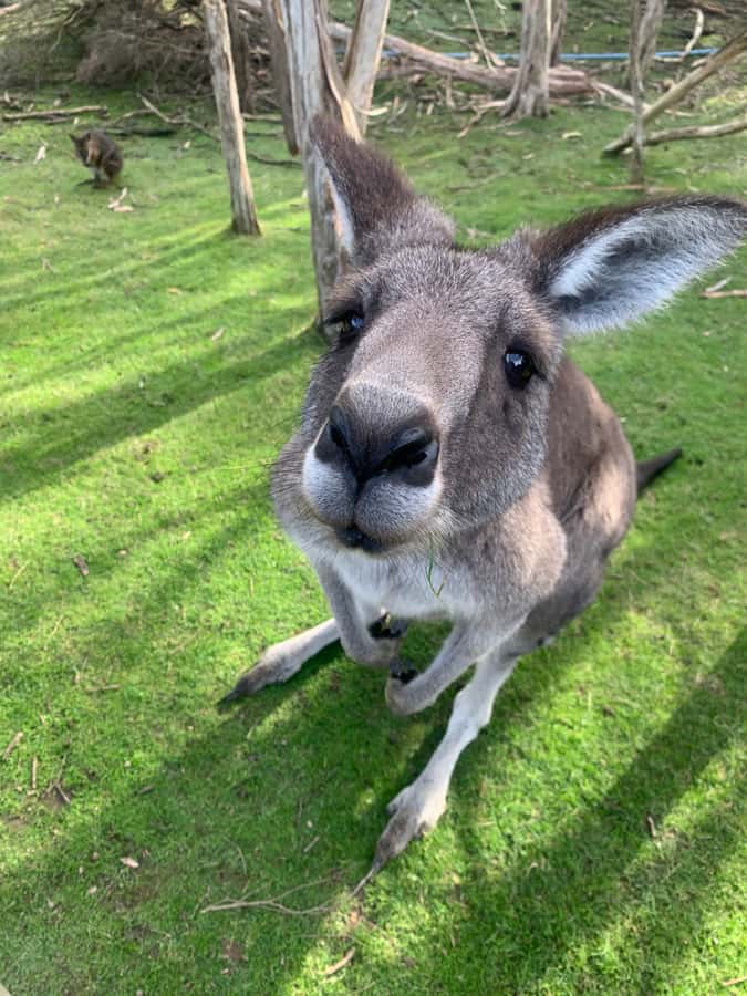 Melbourne: Phillip Island Tour & Penguin Parade - Moonlit Sanctuary: your first close look at Australian wildlife