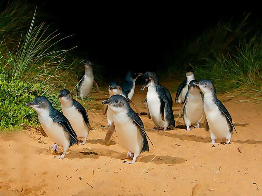 Melbourne: Phillip Island Tour w/ Hop-on Bus or Seal Cruise - Key Points Before You Book