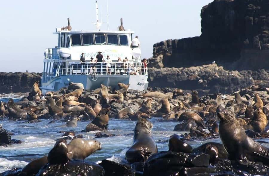Melbourne: Phillip Island Tour w/ Hop-on Bus or Seal Cruise - Why This Phillip Island Tour Works