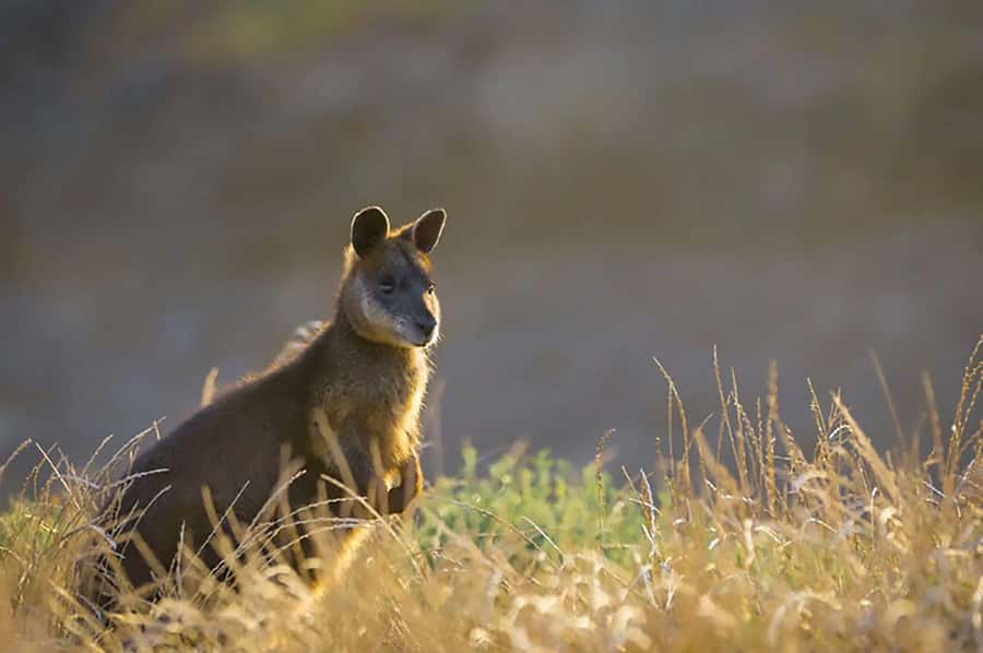 Melbourne: Phillip Island Tour w/ Hop-on Bus or Seal Cruise - Choose Between Seals and the Explorer Bus
