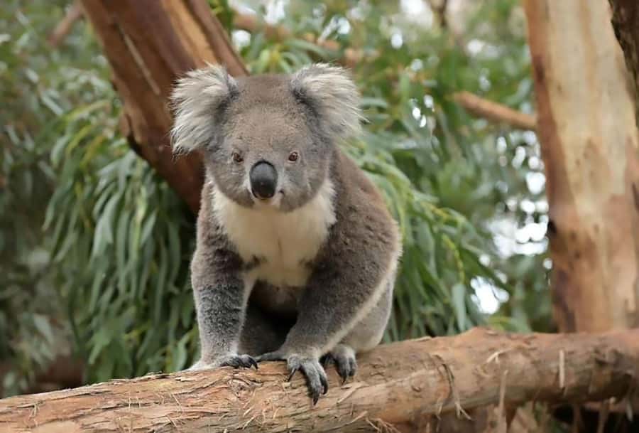 Melbourne: Phillip Island Tour w/ Hop-on Bus or Seal Cruise - Cowes: Two Hours by the Water