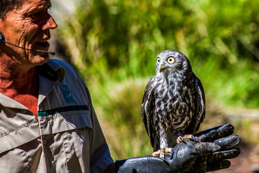 Melbourne: Puffing Billy & Healesville Sanctuary Scenic Tour - Key points at a glance