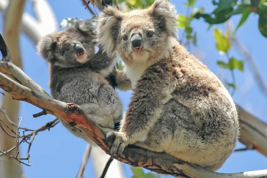 Melbourne: Puffing Billy & Healesville Sanctuary Scenic Tour - Why this day trip works so well