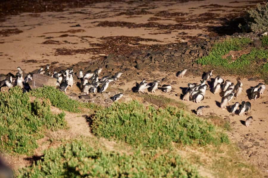 Melbourne: Puffing Billy Railway & Penguin Parade Day Tour - Watching the little penguins return at Summerland Beach