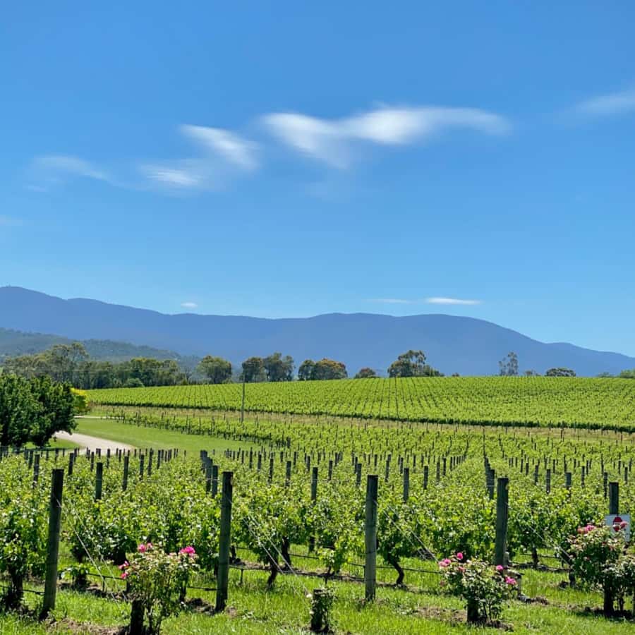 Melbourne: Relaxed Half-Day Yarra Valley Wine Tour - Second stop: more variety and an optional food board