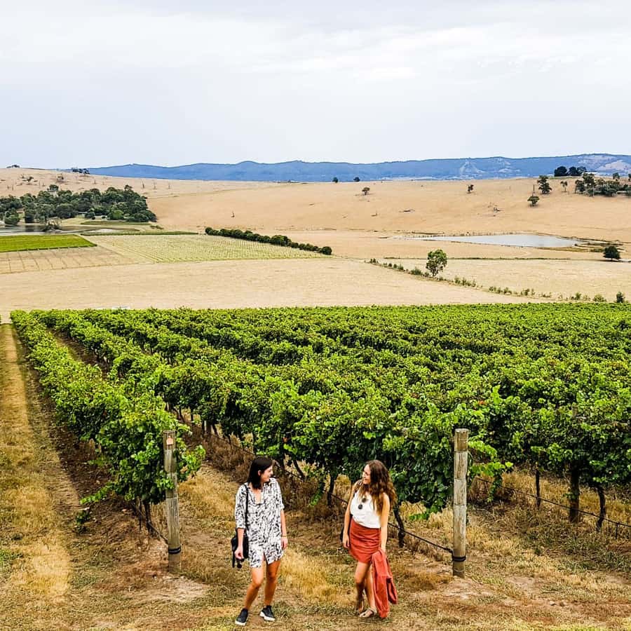 Melbourne: Relaxed Half-Day Yarra Valley Wine Tour - Third stop: finishing at Yering Farm Wines