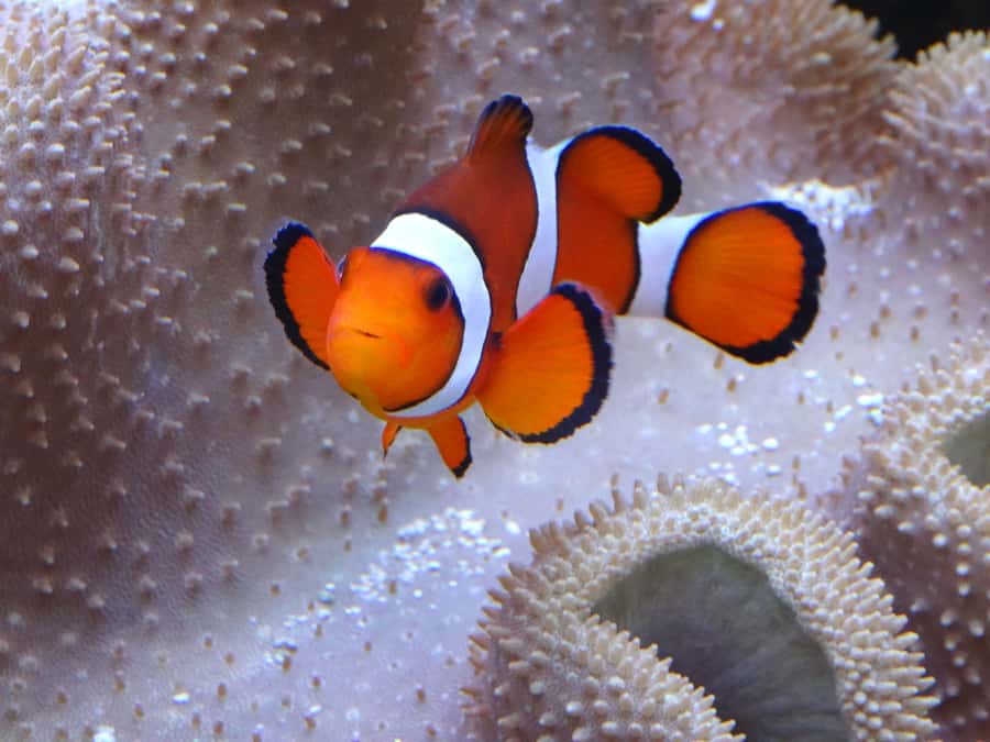 Melbourne: SEA LIFE Aquarium Entrance Ticket - Pinjarra is the great crowd-pleaser