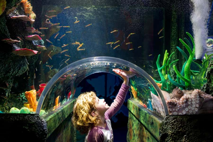 Melbourne: SEA LIFE Aquarium Entrance Ticket - The Antarctic penguins are the final act