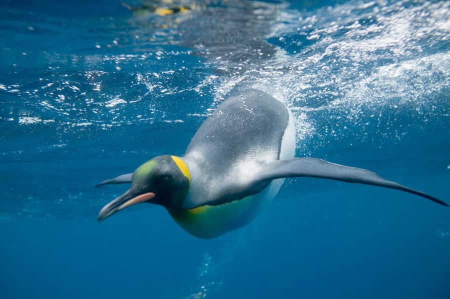 Melbourne: SEA LIFE Aquarium Entrance Ticket - The Oceanarium shows the aquarium at full scale