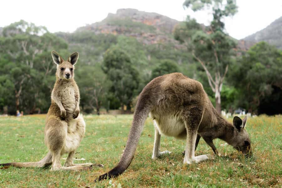 Melbourne to Adelaide: 2-Day Great Ocean Road Grampians Tour - Why this route makes sense