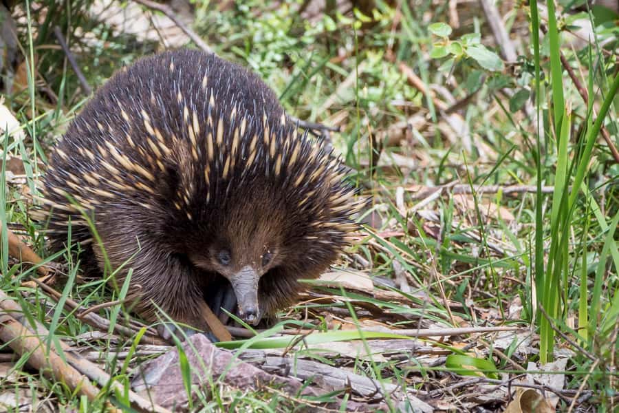 Melbourne to Adelaide: 2-Day Great Ocean Road Grampians Tour - Wildlife along the road