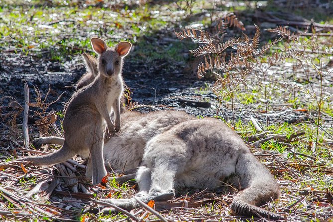 Melbourne to Adelaide: 3-Day Great Ocean Road Grampians Tour - Day one: Melbourne to the Twelve Apostles and Warrnambool