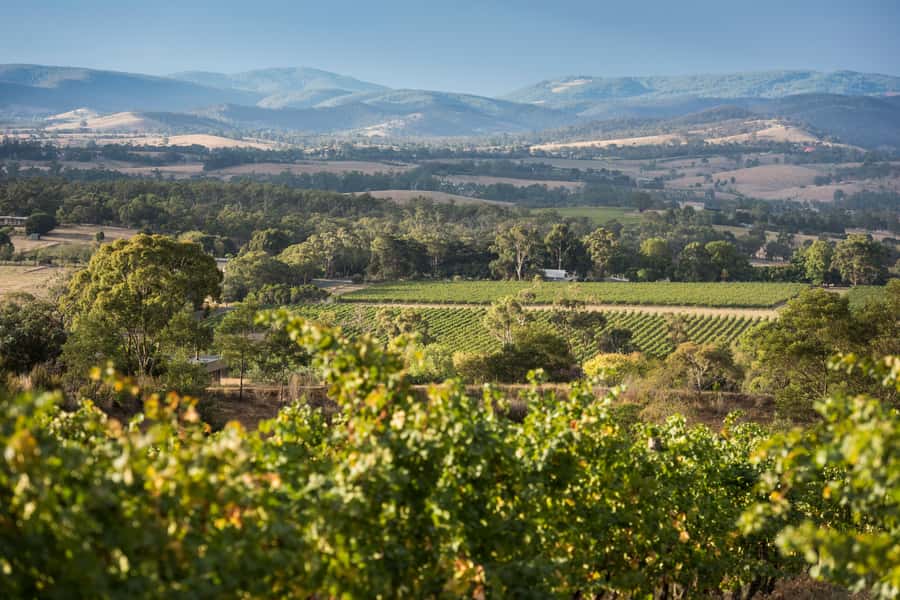 Melbourne: Yarra Valley Wine Bubbles & Kangaroos Tour - Kangaroos at dusk in the bushland