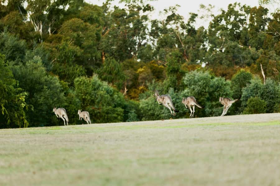 Melbourne: Yarra Valley Wine Bubbles & Kangaroos Tour - Chocolate first at the Yarra Valley Chocolaterie