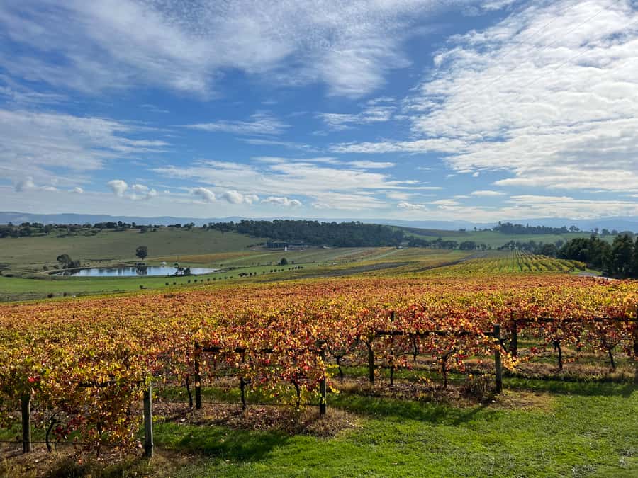 Melbourne: Yarra Valley Wine Tour + Lunch & Gin/Beer Option - Helen & Joey Estate brings another point of view