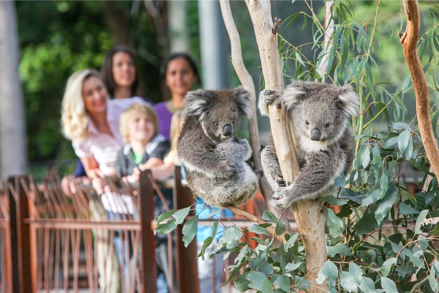 Melbourne Zoo: 1-Day Entry Ticket - Key Points Before You Go