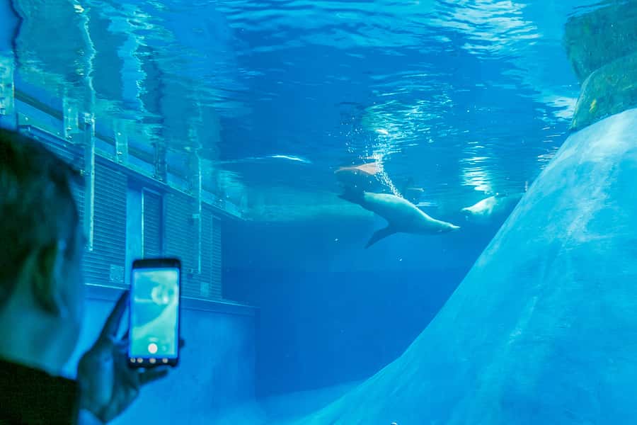 Melbourne Zoo: 1-Day Entry Ticket - Food, Seating, and Heat