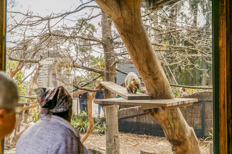 Melbourne Zoo: 1-Day Entry Ticket - Getting to Melbourne Zoo from the City Centre