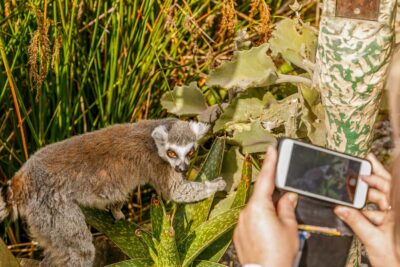 Melbourne Zoo: 1-Day Entry Ticket