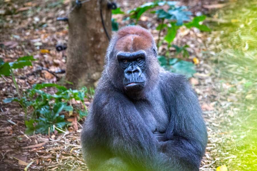 Melbourne Zoo: 1-Day Entry Ticket - Lion Gorge and the Tropical Butterfly House