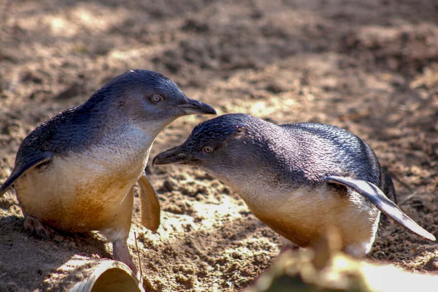 Melbourne Zoo: 1-Day Entry Ticket - Penguins, Seals, and the Underwater World