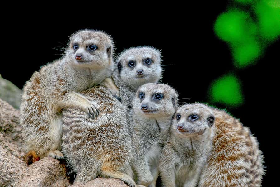 Melbourne Zoo: 1-Day Entry Ticket - How Long You Need Inside
