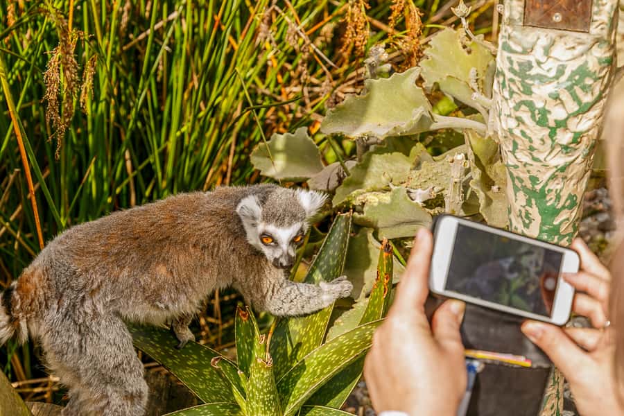Melbourne Zoo: 1-Day Entry Ticket - What the $37 Ticket Includes