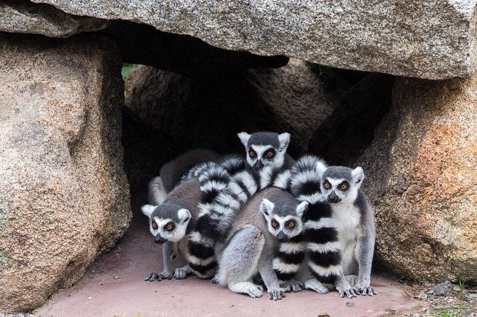 Melbourne Zoo General Entry Ticket - A city zoo with a full-day feel
