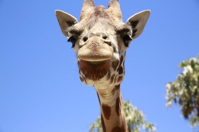 Melbourne Zoo General Entry Ticket - Elephants, giraffes, and the African savanna
