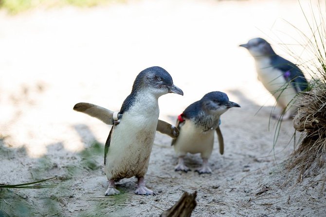 Melbourne Zoo General Entry Ticket - Gorillas, big cats, and rainforest animals