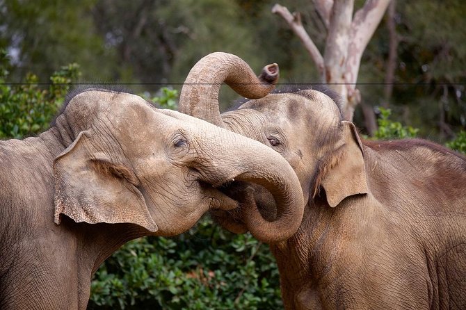 Melbourne Zoo General Entry Ticket - Food, rest, and the rhythm of the day