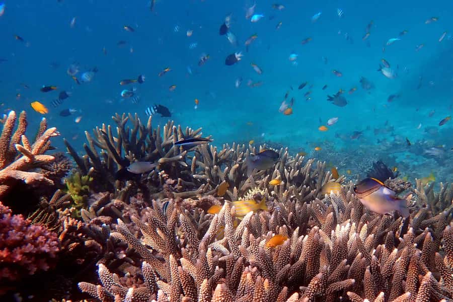 Mission Beach: Outer Great Barrier Reef & Dunk Island Tour - Why Beaver Reef makes this trip different