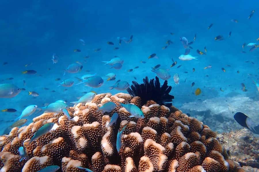 Mission Beach: Outer Great Barrier Reef & Dunk Island Tour - What the $162 price really includes