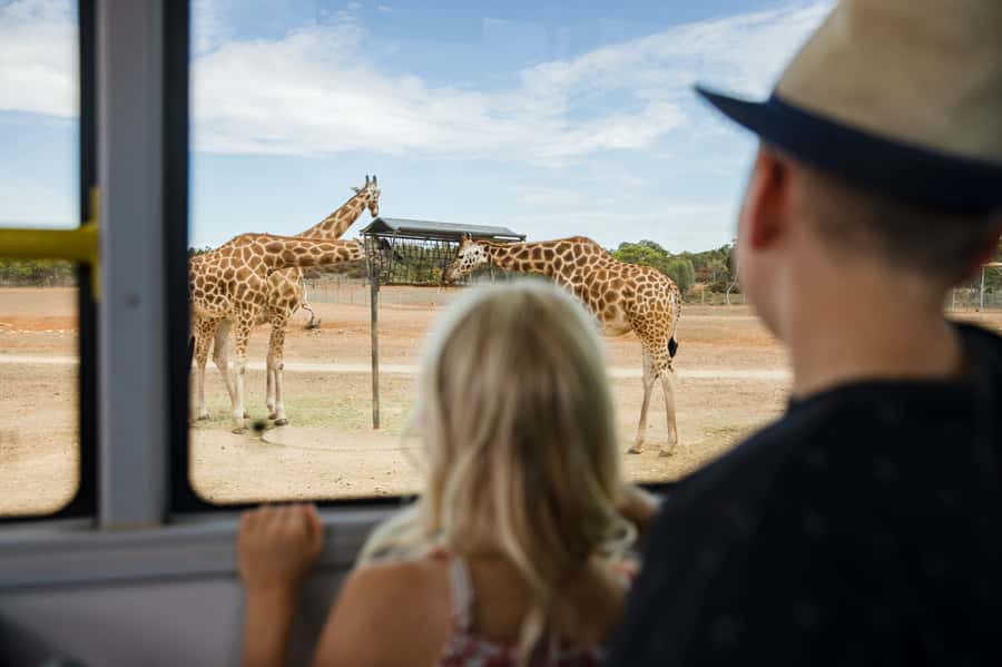 Monarto Safari Park: General Admission Tickets - Five things to know before you go