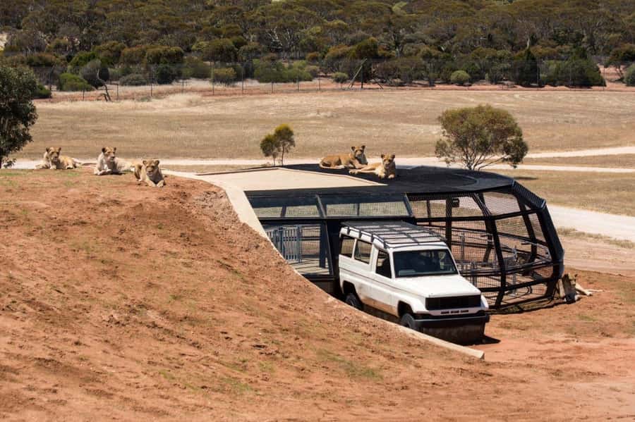 Monarto Safari Park: General Admission Tickets - Why Monarto feels different from a normal zoo