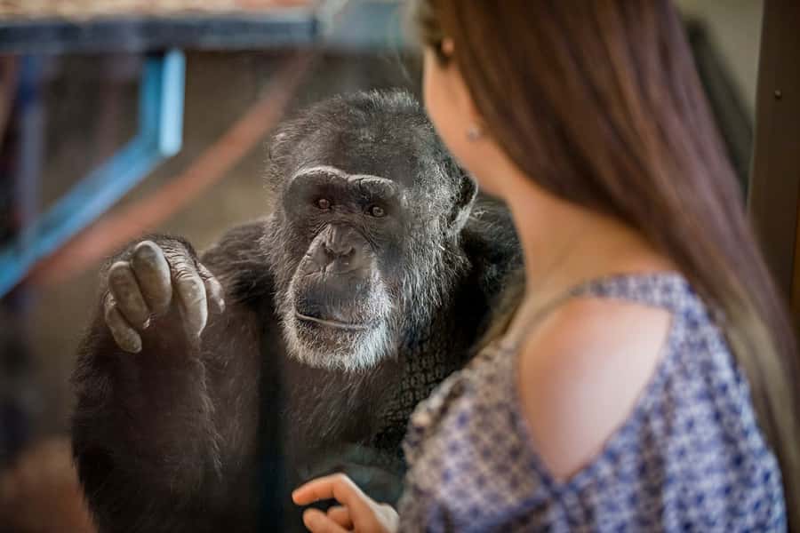 Monarto Safari Park: General Admission Tickets - Taking the Zu-loop bus around the park