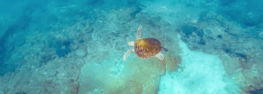 Mooloolaba: Snorkel with Turtles Mudjimba Island - Key points to know before you book