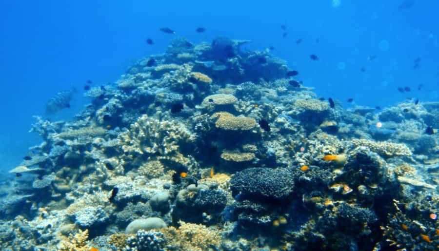 Mooloolaba: Snorkel with Turtles Mudjimba Island - How Much Value Do You Get For $63?